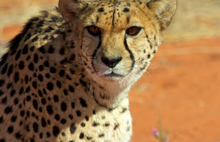 Bagatelle Kalahari Game Ranch - Cheetah Drive